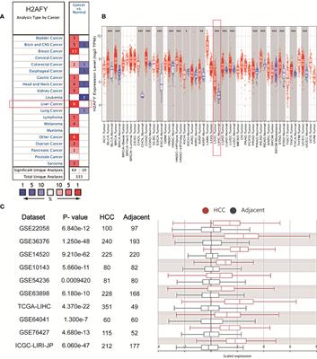 Exploring the Prognostic Value, Immune Implication and Biological Function of H2AFY Gene in Hepatocellular Carcinoma